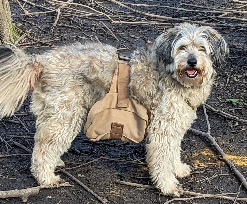 Walkies! Dogs saving the planet one walk at a time