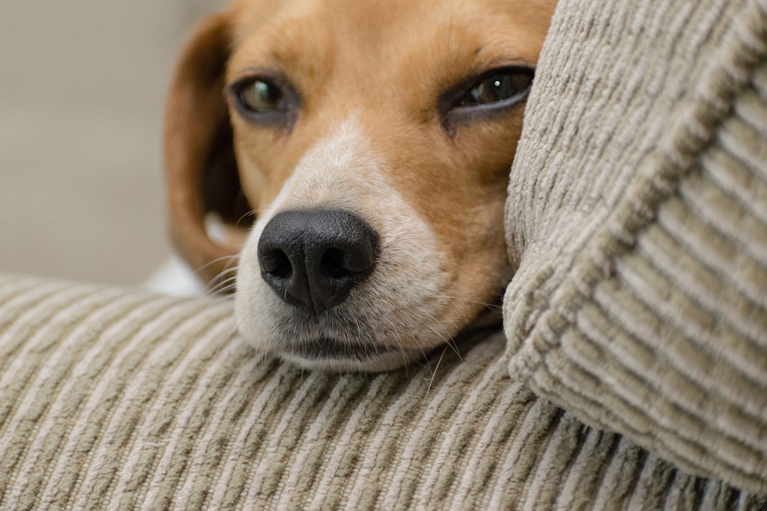 Love pets? Love tech? Join a pet startup community