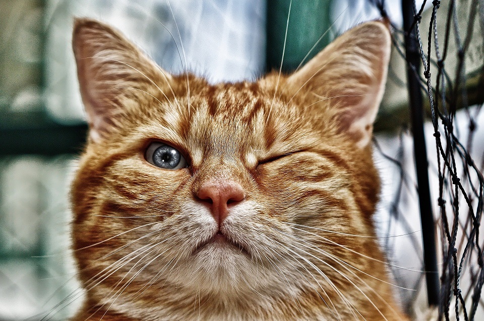 Financially undervalued with your dream client? Start acting more like a cat than a dog says careers expert