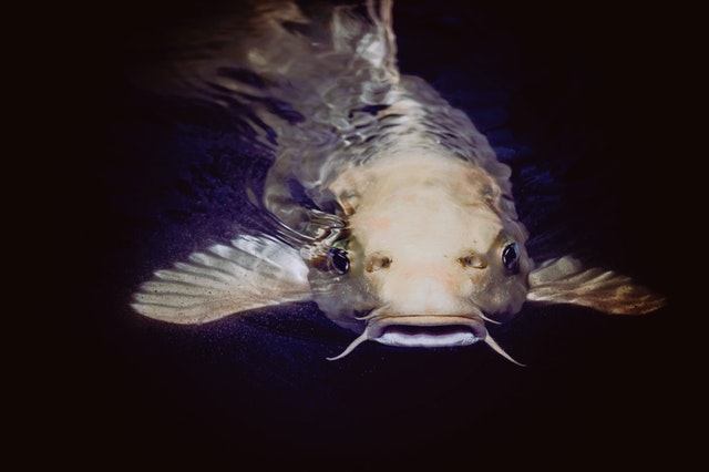 How can freelancers avoid a “jobfish” scandal?