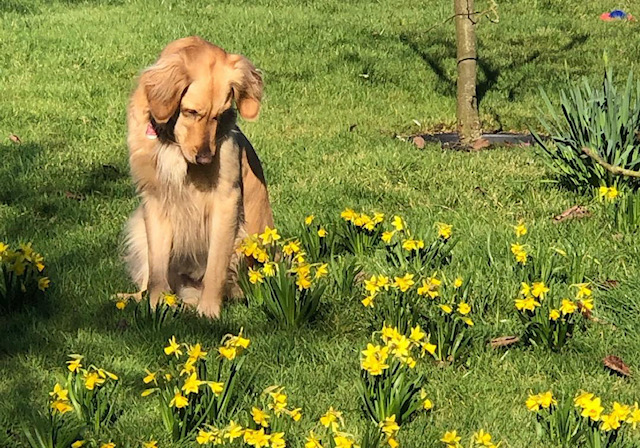Don't believe the stereotype: dog breed myths debunked